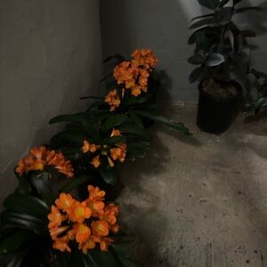 LIKE THIS TO BE NOTIFIED WHEN I GO LIVEE